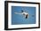 Greater Flamingo (Phoenicopterus Roseus) in Flight, Camargue, France, April 2009-Allofs-Framed Photographic Print