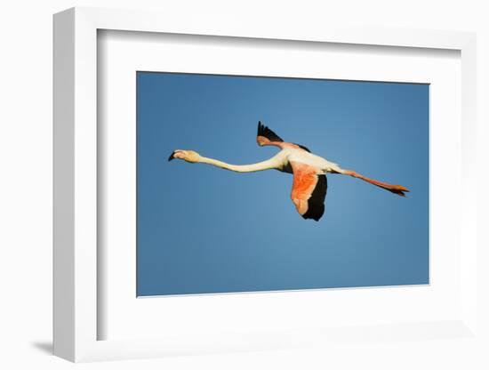 Greater Flamingo (Phoenicopterus Roseus) in Flight, Camargue, France, April 2009-Allofs-Framed Photographic Print