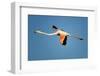 Greater Flamingo (Phoenicopterus Roseus) in Flight, Camargue, France, April 2009-Allofs-Framed Photographic Print