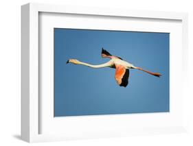 Greater Flamingo (Phoenicopterus Roseus) in Flight, Camargue, France, April 2009-Allofs-Framed Photographic Print