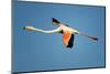 Greater Flamingo (Phoenicopterus Roseus) in Flight, Camargue, France, April 2009-Allofs-Mounted Photographic Print