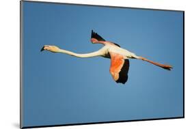 Greater Flamingo (Phoenicopterus Roseus) in Flight, Camargue, France, April 2009-Allofs-Mounted Photographic Print