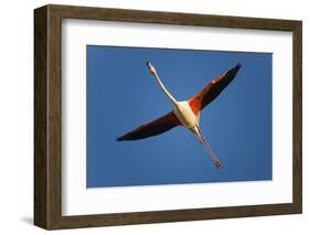 Greater Flamingo (Phoenicopterus Roseus) in Flight, Camargue, France, April 2009-Allofs-Framed Photographic Print