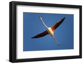 Greater Flamingo (Phoenicopterus Roseus) in Flight, Camargue, France, April 2009-Allofs-Framed Photographic Print