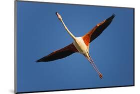 Greater Flamingo (Phoenicopterus Roseus) in Flight, Camargue, France, April 2009-Allofs-Mounted Photographic Print