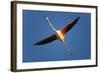 Greater Flamingo (Phoenicopterus Roseus) in Flight, Camargue, France, April 2009-Allofs-Framed Photographic Print