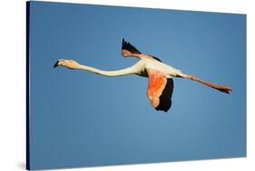 Greater Flamingo (Phoenicopterus Roseus) in Flight, Camargue, France, April 2009-Allofs-Stretched Canvas