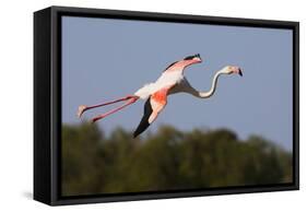 Greater Flamingo (Phoenicopterus Roseus) in Flight, Camargue, France, May 2009-Allofs-Framed Stretched Canvas