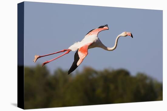 Greater Flamingo (Phoenicopterus Roseus) in Flight, Camargue, France, May 2009-Allofs-Stretched Canvas
