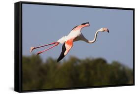 Greater Flamingo (Phoenicopterus Roseus) in Flight, Camargue, France, May 2009-Allofs-Framed Stretched Canvas