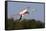 Greater Flamingo (Phoenicopterus Roseus) in Flight, Camargue, France, May 2009-Allofs-Framed Stretched Canvas