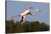 Greater Flamingo (Phoenicopterus Roseus) in Flight, Camargue, France, May 2009-Allofs-Stretched Canvas