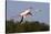 Greater Flamingo (Phoenicopterus Roseus) in Flight, Camargue, France, May 2009-Allofs-Stretched Canvas