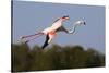 Greater Flamingo (Phoenicopterus Roseus) in Flight, Camargue, France, May 2009-Allofs-Stretched Canvas