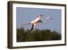 Greater Flamingo (Phoenicopterus Roseus) in Flight, Camargue, France, May 2009-Allofs-Framed Photographic Print