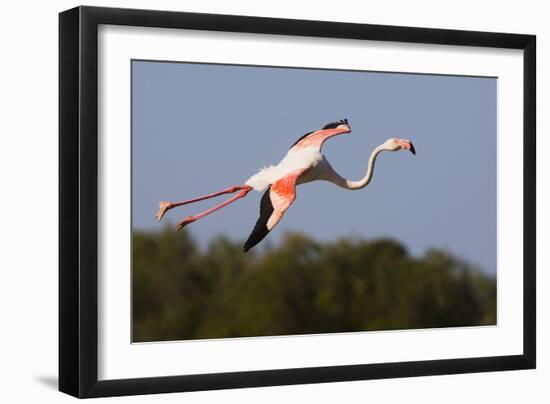 Greater Flamingo (Phoenicopterus Roseus) in Flight, Camargue, France, May 2009-Allofs-Framed Photographic Print