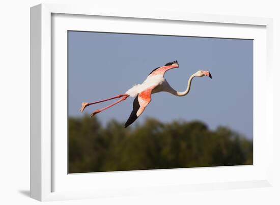 Greater Flamingo (Phoenicopterus Roseus) in Flight, Camargue, France, May 2009-Allofs-Framed Photographic Print