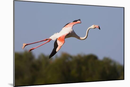 Greater Flamingo (Phoenicopterus Roseus) in Flight, Camargue, France, May 2009-Allofs-Mounted Photographic Print