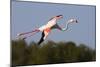 Greater Flamingo (Phoenicopterus Roseus) in Flight, Camargue, France, May 2009-Allofs-Mounted Photographic Print