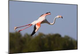 Greater Flamingo (Phoenicopterus Roseus) in Flight, Camargue, France, May 2009-Allofs-Mounted Photographic Print