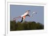 Greater Flamingo (Phoenicopterus Roseus) in Flight, Camargue, France, May 2009-Allofs-Framed Photographic Print