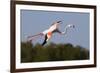 Greater Flamingo (Phoenicopterus Roseus) in Flight, Camargue, France, May 2009-Allofs-Framed Photographic Print