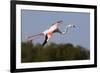 Greater Flamingo (Phoenicopterus Roseus) in Flight, Camargue, France, May 2009-Allofs-Framed Photographic Print