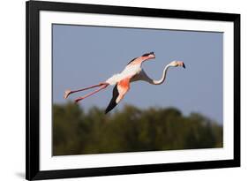 Greater Flamingo (Phoenicopterus Roseus) in Flight, Camargue, France, May 2009-Allofs-Framed Photographic Print