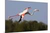 Greater Flamingo (Phoenicopterus Roseus) in Flight, Camargue, France, May 2009-Allofs-Mounted Photographic Print