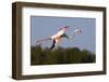 Greater Flamingo (Phoenicopterus Roseus) in Flight, Camargue, France, May 2009-Allofs-Framed Photographic Print