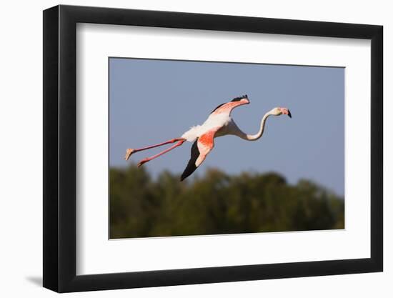 Greater Flamingo (Phoenicopterus Roseus) in Flight, Camargue, France, May 2009-Allofs-Framed Photographic Print