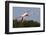 Greater Flamingo (Phoenicopterus Roseus) in Flight, Camargue, France, May 2009-Allofs-Framed Photographic Print