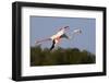 Greater Flamingo (Phoenicopterus Roseus) in Flight, Camargue, France, May 2009-Allofs-Framed Photographic Print