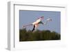Greater Flamingo (Phoenicopterus Roseus) in Flight, Camargue, France, May 2009-Allofs-Framed Photographic Print