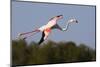 Greater Flamingo (Phoenicopterus Roseus) in Flight, Camargue, France, May 2009-Allofs-Mounted Photographic Print