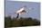 Greater Flamingo (Phoenicopterus Roseus) in Flight, Camargue, France, May 2009-Allofs-Stretched Canvas