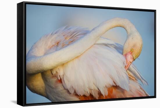 Greater Flamingo (Phoenicopterus Roseus) Preening, Pont Du Gau, Camargue, France, April 2009-Allofs-Framed Stretched Canvas