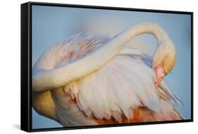 Greater Flamingo (Phoenicopterus Roseus) Preening, Pont Du Gau, Camargue, France, April 2009-Allofs-Framed Stretched Canvas