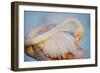 Greater Flamingo (Phoenicopterus Roseus) Preening, Pont Du Gau, Camargue, France, April 2009-Allofs-Framed Photographic Print