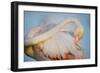 Greater Flamingo (Phoenicopterus Roseus) Preening, Pont Du Gau, Camargue, France, April 2009-Allofs-Framed Photographic Print