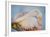 Greater Flamingo (Phoenicopterus Roseus) Preening, Pont Du Gau, Camargue, France, April 2009-Allofs-Framed Photographic Print