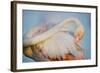 Greater Flamingo (Phoenicopterus Roseus) Preening, Pont Du Gau, Camargue, France, April 2009-Allofs-Framed Photographic Print