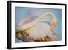 Greater Flamingo (Phoenicopterus Roseus) Preening, Pont Du Gau, Camargue, France, April 2009-Allofs-Framed Photographic Print