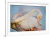 Greater Flamingo (Phoenicopterus Roseus) Preening, Pont Du Gau, Camargue, France, April 2009-Allofs-Framed Photographic Print