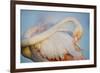 Greater Flamingo (Phoenicopterus Roseus) Preening, Pont Du Gau, Camargue, France, April 2009-Allofs-Framed Photographic Print