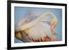 Greater Flamingo (Phoenicopterus Roseus) Preening, Pont Du Gau, Camargue, France, April 2009-Allofs-Framed Photographic Print