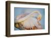 Greater Flamingo (Phoenicopterus Roseus) Preening, Pont Du Gau, Camargue, France, April 2009-Allofs-Framed Photographic Print