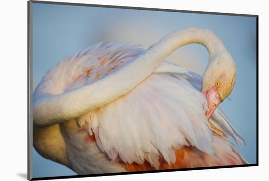 Greater Flamingo (Phoenicopterus Roseus) Preening, Pont Du Gau, Camargue, France, April 2009-Allofs-Mounted Photographic Print