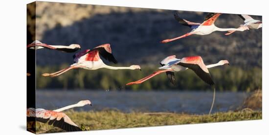Greater flamingo (Phoenicopterus roseus), St. Augustine, southern area, Madagascar, Africa-Christian Kober-Stretched Canvas