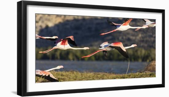 Greater flamingo (Phoenicopterus roseus), St. Augustine, southern area, Madagascar, Africa-Christian Kober-Framed Photographic Print